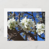 Witte bloesem Clusters Spring Flowering Pear Tree (Voorkant / Achterkant)