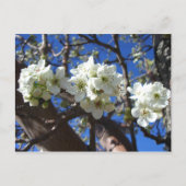 Witte bloesem Clusters Spring Flowering Pear Tree Briefkaart (Voorkant)