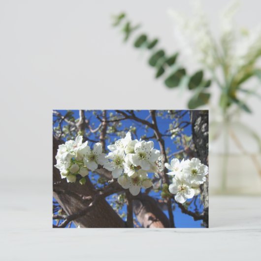 Witte bloesem Clusters Spring Flowering Pear Tree Briefkaart (Staand voorkant)