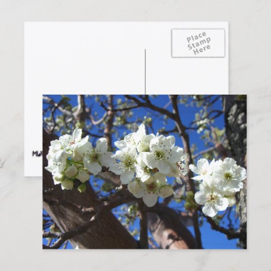 Witte bloesem Clusters Spring Flowering Pear Tree Briefkaart (Voorkant / Achterkant)