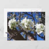Witte bloesem Clusters Spring Flowering Pear Tree Briefkaart (Voorkant / Achterkant)