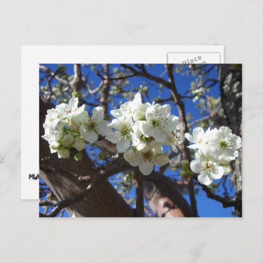 Witte bloesem Clusters Spring Flowering Pear Tree Briefkaart (Voorkant / Achterkant)