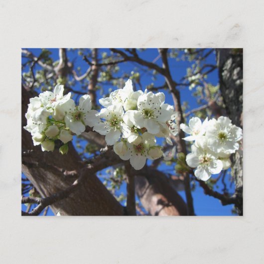 Witte bloesem Clusters Spring Flowering Pear Tree Briefkaart (Voorkant)
