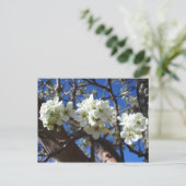 Witte bloesem Clusters Spring Flowering Pear Tree Briefkaart (Staand voorkant)