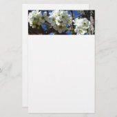 Witte bloesem Clusters Spring Flowering Pear Tree Briefpapier (Voorkant / Achterkant)