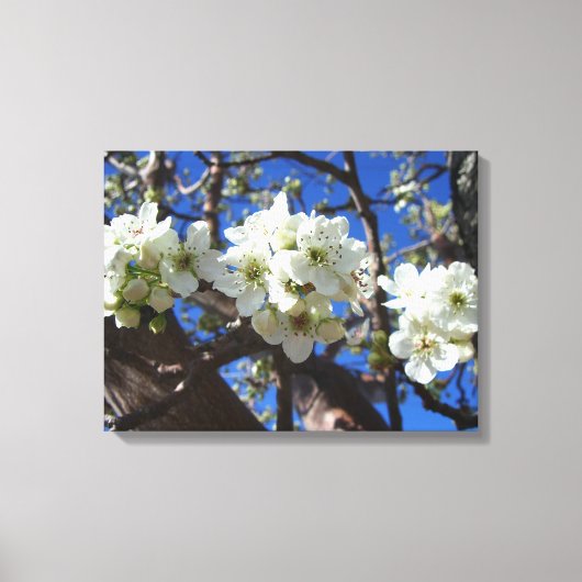 Witte bloesem Clusters Spring Flowering Pear Tree Canvas Afdruk (Voorkant)