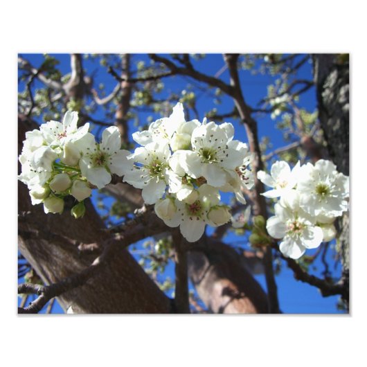 Witte bloesem Clusters Spring Flowering Pear Tree Foto Afdruk (Voorkant)