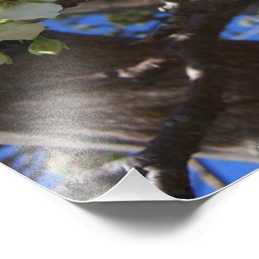 Witte bloesem Clusters Spring Flowering Pear Tree Foto Afdruk (Hoek)