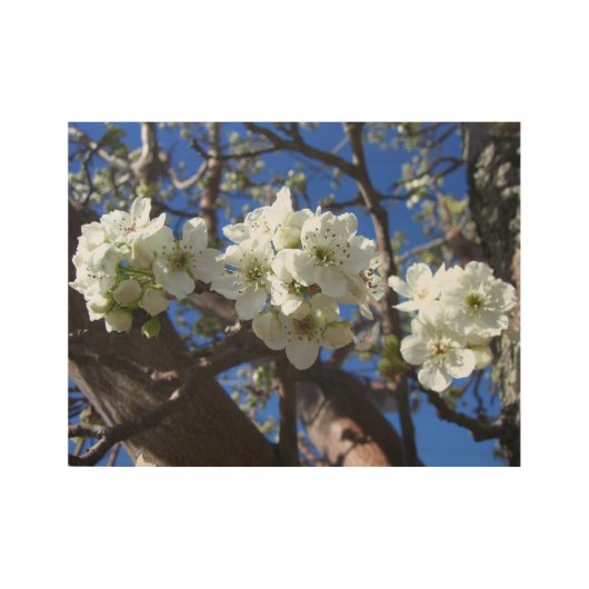 Witte bloesem Clusters Spring Flowering Pear Tree Houten Poster (Voorkant)