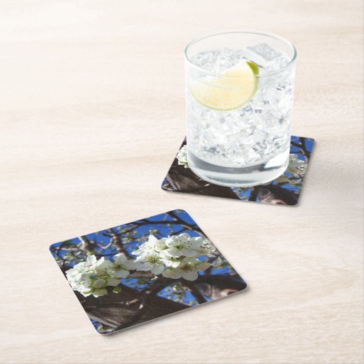 Witte bloesem Clusters Spring Flowering Pear Tree Kartonnen Onderzetters (Insitu)