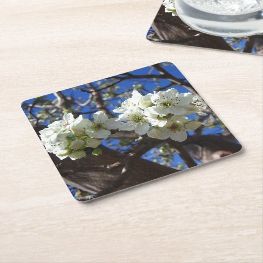 Witte bloesem Clusters Spring Flowering Pear Tree Kartonnen Onderzetters (Schuin)