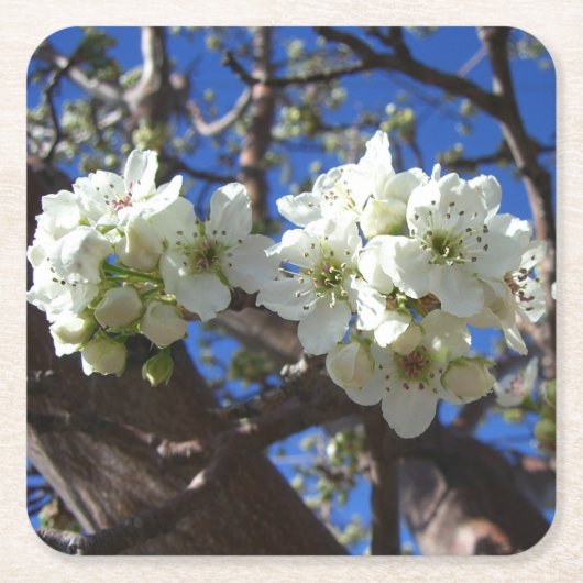 Witte bloesem Clusters Spring Flowering Pear Tree Kartonnen Onderzetters (Voorkant)