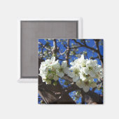 Witte bloesem Clusters Spring Flowering Pear Tree Magneet (Voorkant / Achterkant)