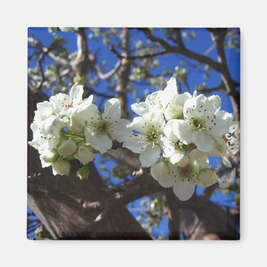 Witte bloesem Clusters Spring Flowering Pear Tree Magneet (Voorkant)