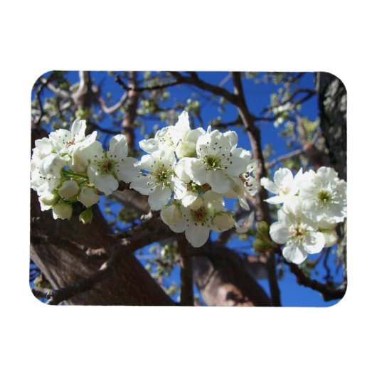 Witte bloesem Clusters Spring Flowering Pear Tree Magneet (Horizontaal)