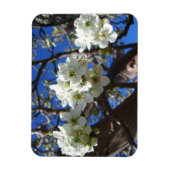 Witte bloesem Clusters Spring Flowering Pear Tree Magneet (Verticaal)