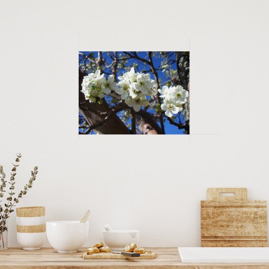 Witte bloesem Clusters Spring Flowering Pear Tree Poster (Keuken)
