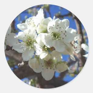 Witte bloesem Clusters Spring Flowering Pear Tree Ronde Sticker