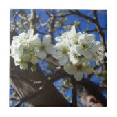 Witte bloesem Clusters Spring Flowering Pear Tree Tegeltje (Voorkant)