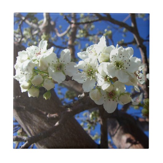 Witte bloesem Clusters Spring Flowering Pear Tree Tegeltje (Voorkant)