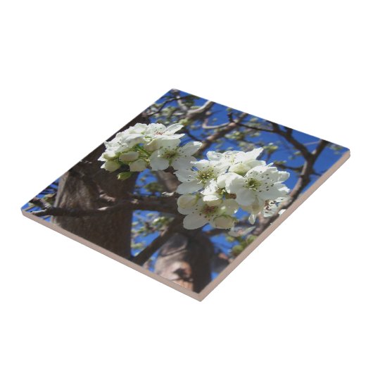 Witte bloesem Clusters Spring Flowering Pear Tree Tegeltje (Zijkant)