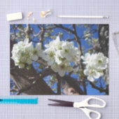 Witte bloesem Clusters Spring Flowering Pear Tree Tissuepapier (Craft)