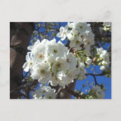 Witte bloesem I Ornamental Pear Tree Briefkaart (Voorkant)