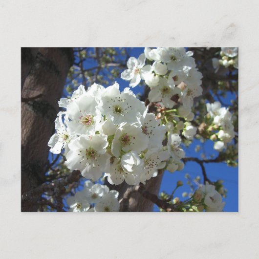 Witte bloesem I Ornamental Pear Tree Briefkaart (Voorkant)
