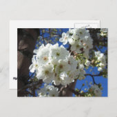 Witte bloesem I Ornamental Pear Tree Briefkaart (Voorkant / Achterkant)