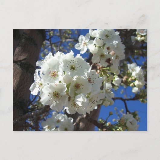 Witte bloesem I Ornamental Pear Tree Briefkaart (Voorkant)