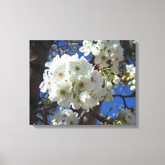 Witte bloesem I Ornamental Pear Tree Canvas Afdruk (Voorkant)