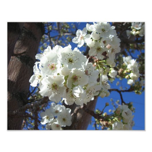 Witte bloesem I Ornamental Pear Tree Foto Afdruk (Voorkant)