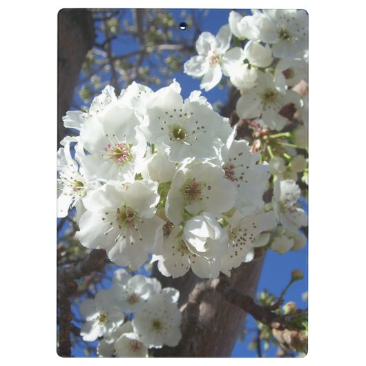 Witte bloesem I Ornamental Pear Tree Klembord (Achterkant)