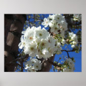 Witte bloesem I Ornamental Pear Tree Poster (Voorkant)