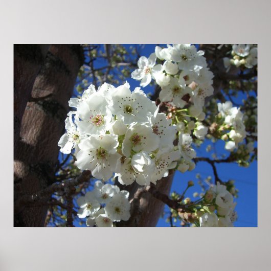 Witte bloesem I Ornamental Pear Tree Poster (Voorkant)