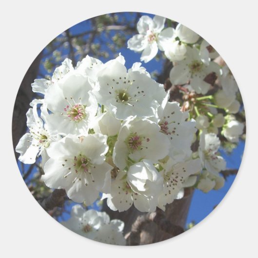 Witte bloesem I Ornamental Pear Tree Ronde Sticker (Voorkant)