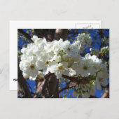 Witte bloesem II Lente bloei Briefkaart (Voorkant / Achterkant)