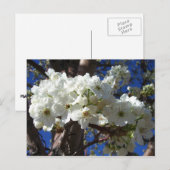 Witte bloesem II Lente bloei Briefkaart (Voorkant / Achterkant)