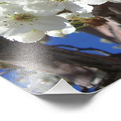 Witte bloesem II Lente bloei Foto Afdruk (Hoek)