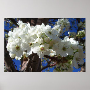 Witte bloesem II Lente bloei Poster