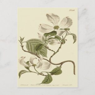Witte Bloesem Illustratie van de Amerikaanse Korno Briefkaart