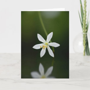 Witte Bloesem Moederdag Fotokaart Kaart
