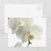 Witte bloesem Orchid Flower Floral Natuur Briefkaart (Voorkant / Achterkant)