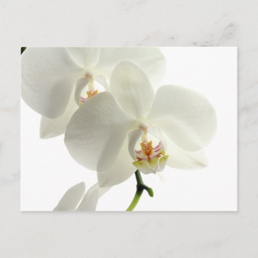 Witte bloesem Orchid Flower Floral Natuur Briefkaart (Voorkant)