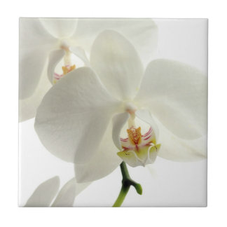 Witte bloesem Orchid Flower Floral Natuur Tegeltje