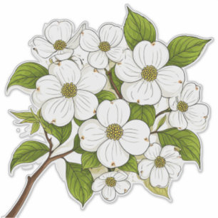 Witte bloesemcluster van de kornoelje op een tak sticker