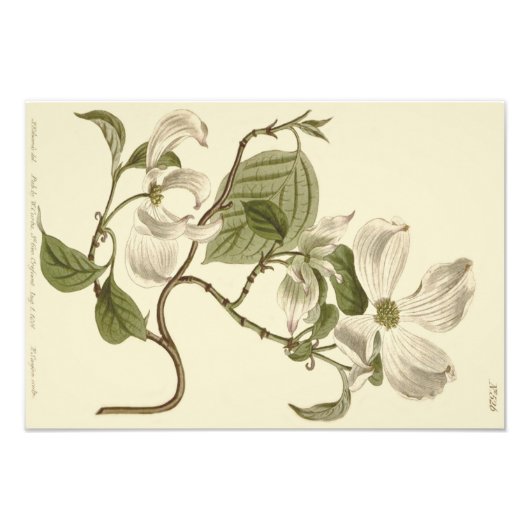 Witte Bloesemillustratie van de Bloedhondboom Foto Afdruk (Voorkant)