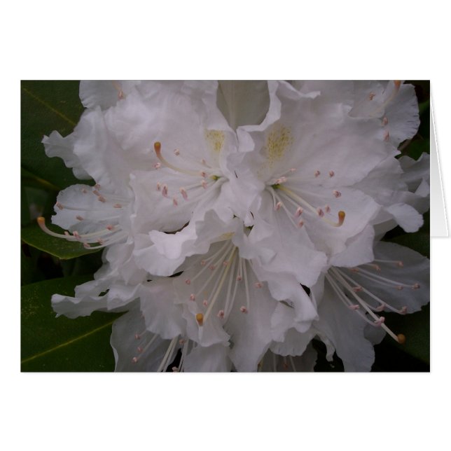 Witte bloesems (Voorkant Horizontaal)