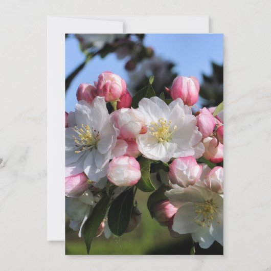 Witte bloesems Floral Weddenschap Kaart (Achterkant)