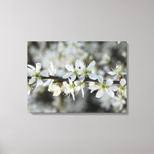 Witte Bloesems Foto Verpakt Canvas Afdruk (Voorkant)